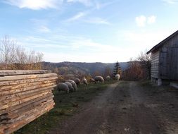 flock of sheep on a farm