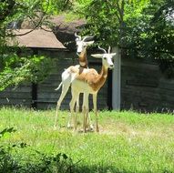 pair of antelopes in wildlife