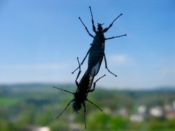 Insects on the window