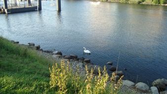 picture of the swimming swan in a river
