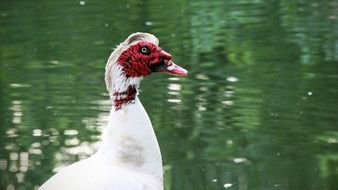 photo portrait of muscovy duck