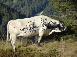 white with black spots Cow on mountain pasture at spruce forest