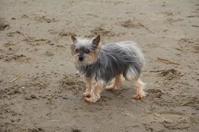 picture of small hairy Dog stays on Sand Beach