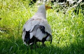 egyptian vulture on green grass
