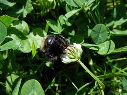 busy bee on the clover