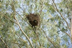 nest of monk parakeet