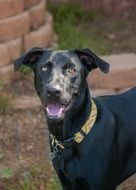 black domestic dog