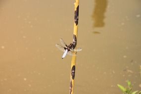 Dragonfly insect on the plant in the water