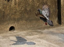 gray dove in flight