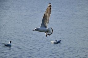 taking off seagull