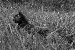 Black and white photo of the cat in the grass