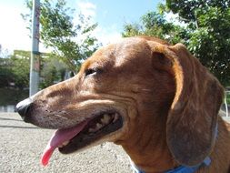 Friendly Lupusculo Dog
