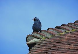 black bird on a brown roof