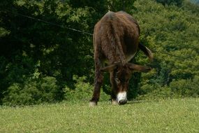 Donkey Animals