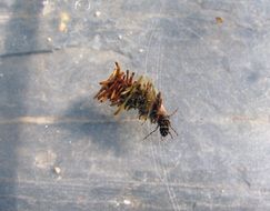 Dragonfly Larva