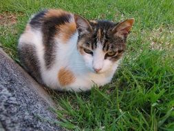 colorful spotted cat is lying on the grass