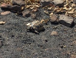 pleasant small Turtle