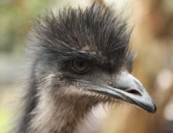 close up picture of ostrich head