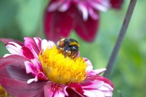 bee pollinates a pink dahlia