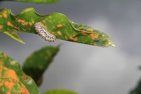 caterpillar on the plant leaf