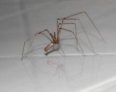 spider with long legs on a white surface