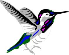 multicolored Hummingbird vector art