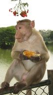 pleasant Monkey Animal
