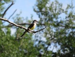 bird on a tree in the park