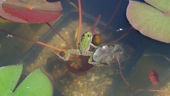 green Frog in a garden pond
