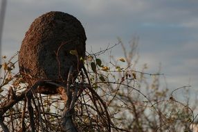 Sertao Hive Brazil Vespa