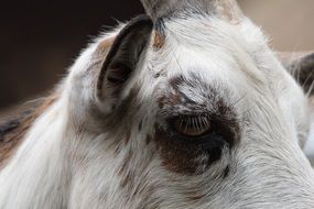 Eye of the goat