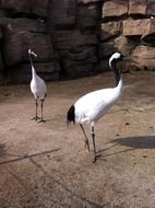 large white cranes in wildlife