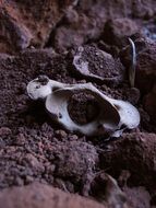 animal bones in a cave