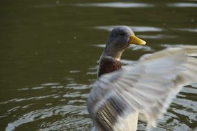 duck flutters in the water
