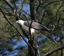 White-Bellied-Sea-Eagle in İndia
