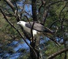 White-Bellied-Sea-Eagle in Ä°ndia