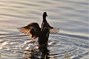 Duck in the pond in the evening