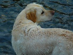 wet yellow labrador