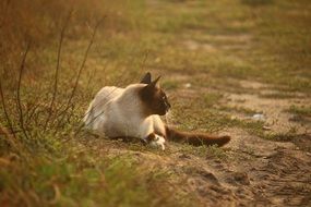siamese cat reclining outdoor