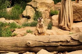 meerkat sitting on a tree trunk