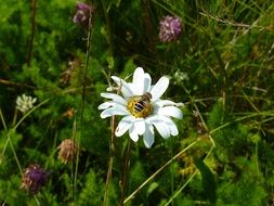 Bee on the marguerite