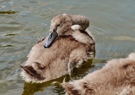 ducks clean feathers on the pond