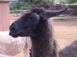 amazingly beautiful lama Animals