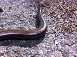 snake on ground in bright sun close-up