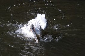 white bird in spray of water