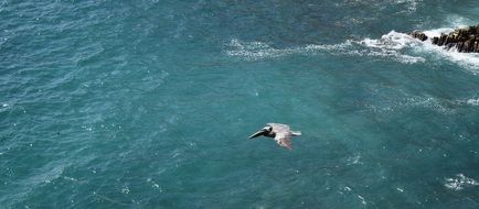 Ocean Bird Pelican