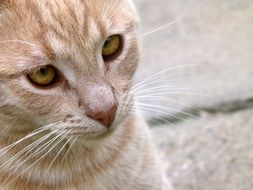 bright kitten with bright eyes close-up