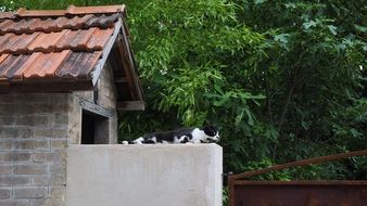 relaxing laze black and white cat on a fence