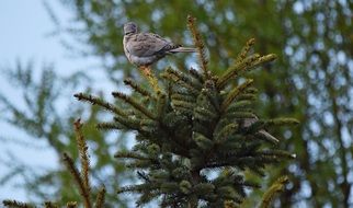 gray bird on the top of fir