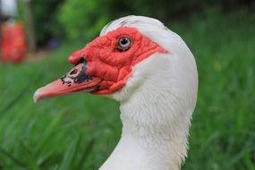 portrait of a white duck with a red big beak